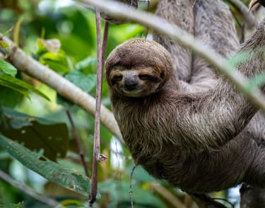 Three-toed sloth spotted during the Sloth, Coffee & Chocolate Tour in Costa Rica.