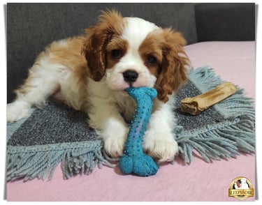 Sleepysong Born Fighter little male puppy Cavalier Sleepysong Kennel