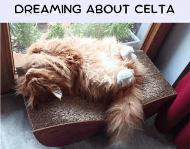 CELTA online blog