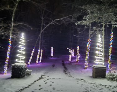 Chapin Christmas light company lighting up trees