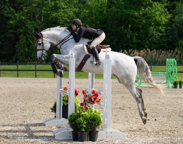 hunter jumper horse equine partner