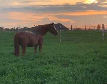 horse daily turn out