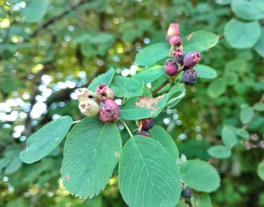 berries