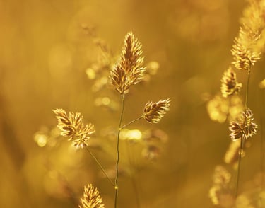 Gold package Plan