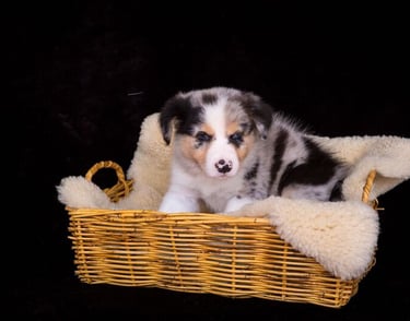 tri blue merle border collie puppies 