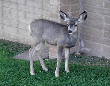 Kilmorey Deer