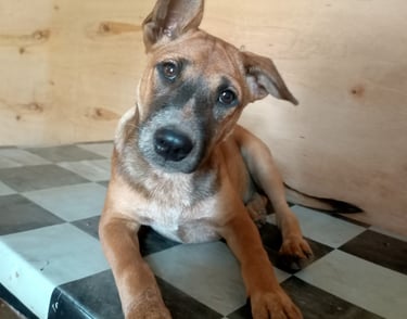 bali puppy, bali dog, puppy sitting