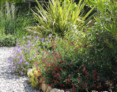 association de plantes dans un massif