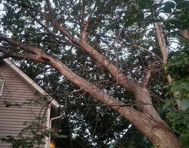 Residential tree leaning over neighboring property