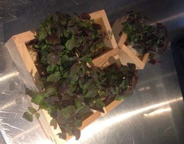 Purple Shiso!