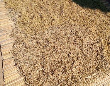 Parchment production: we process the cherries to parchment in and store in clean stores.