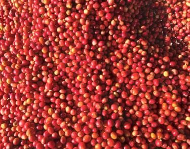 We grow and pick only ripe cherries