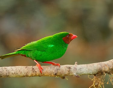 manu national park tour