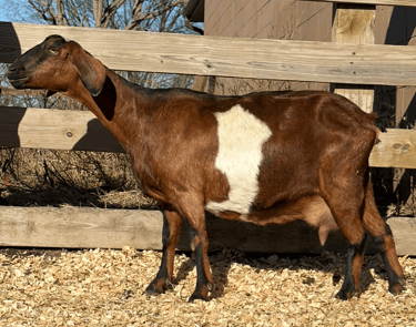 Brown goat with black nose and stripping 