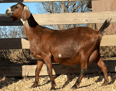 Brown goat with many white spots 