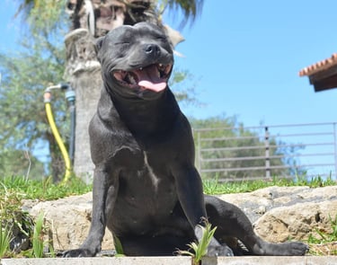 staffordshire bull terrier staffy blu
