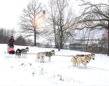 Patricia fährt mit dem Schlittenhundegespann durch das Altmühltal