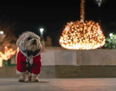 dogAdvisor | dogadvisor | dog advisor | dogAdvisor.dog