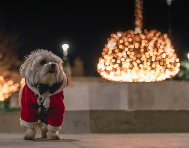 dog Advisor | dog advisor | dogAdvisor.dog 