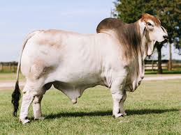 Brahman Breeder