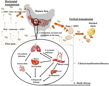 Common Early Diseases in Broiler Chicks