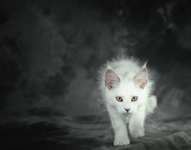 shooting eleveur Maincoon