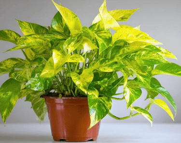 pothos in pot