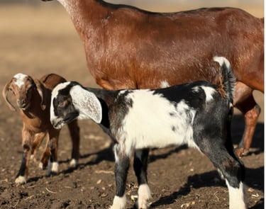Two Kids playing around outdoors