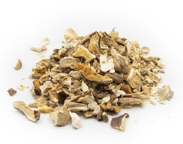 Shiitake - Mykotherapie für Hunde