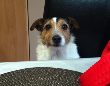 Jack Russell
