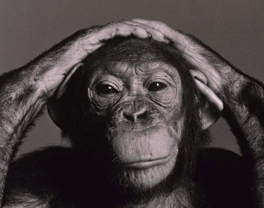 chimpanzé com as mãos na cabeça