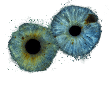 Professional close up image of two irises