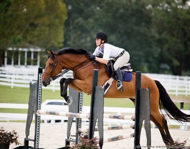 Bay horse jumping over fence in an arena.