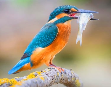 photo martin pecheur: autonomie, acquisition de nouvelles ressources