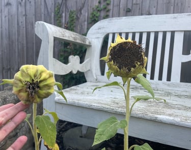 end of season sunflowers