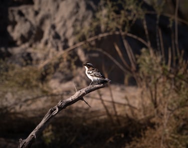 safari, oiseau dans la savane