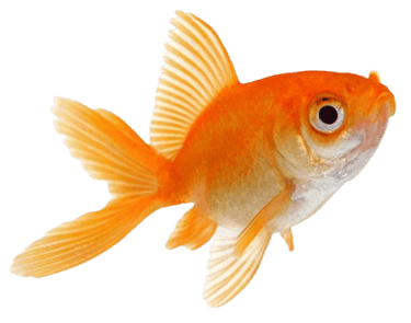 fish-sticker