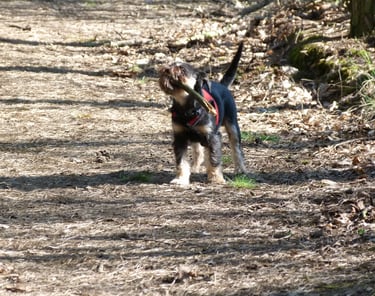 Hund beim Spaziergang – Verhalten und Emotionen im Alltag erkennen