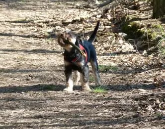 Hund beim Spaziergang – Verhalten und Emotionen im Alltag erkennen