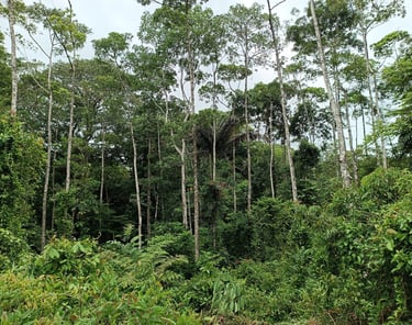 De Vochisia aanplant doet inmiddels zijn werk en zorgt voor de nodige schaduw voor de regeneratie 