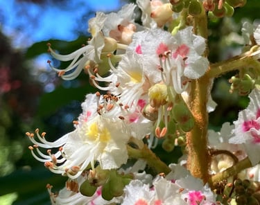 Terapia Holistica, Esencias Florales, Holistic therapy, Flower essence