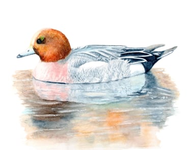 Wigeon Duck