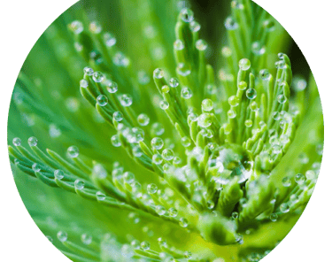 freshfragrancesatfloraandfaunabyasmara