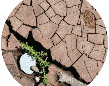 woodyearthyfragrancesatfloraandfaunabyasmara