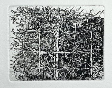 Etching: Square trees, Holland Park
