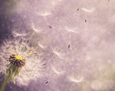 Dandelion seeds blowing in the wind against a soft purple bokeh background with golden sunlight.
