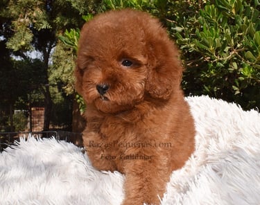 Caniche toy rojo
