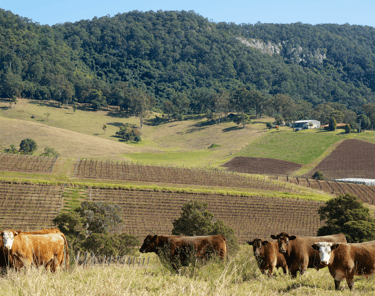 Photo of A Hunter Valley vineyard