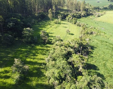 compensação ambiental e plantio de mudas