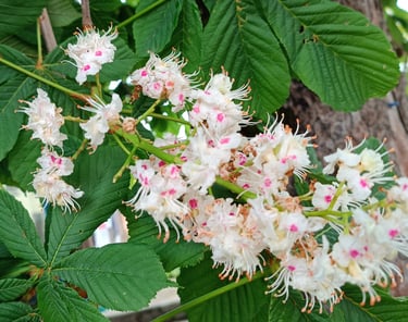 white chestnut laura cotting
